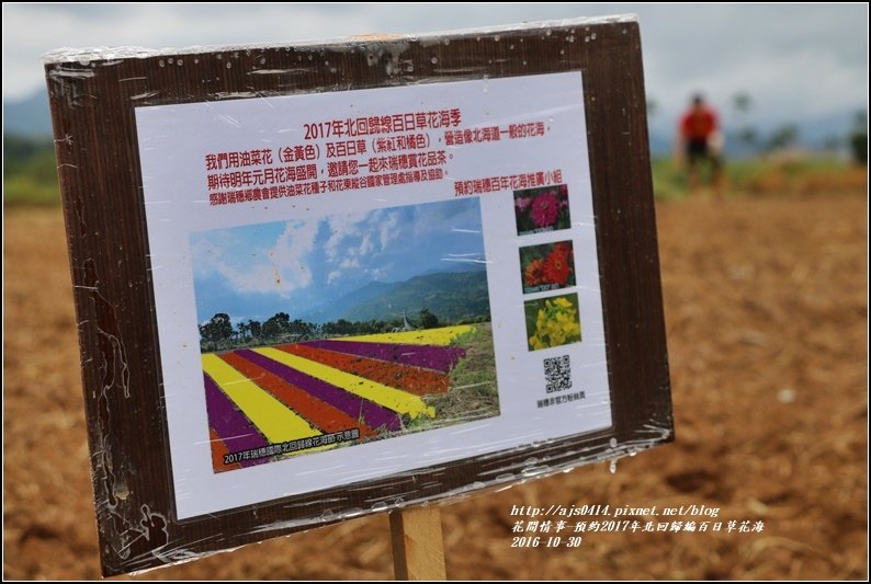 2017年北回歸編百日草花海-2016-10-01.jpg