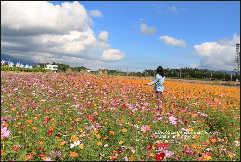鳳榮農會花海-2017-01-08.jpg