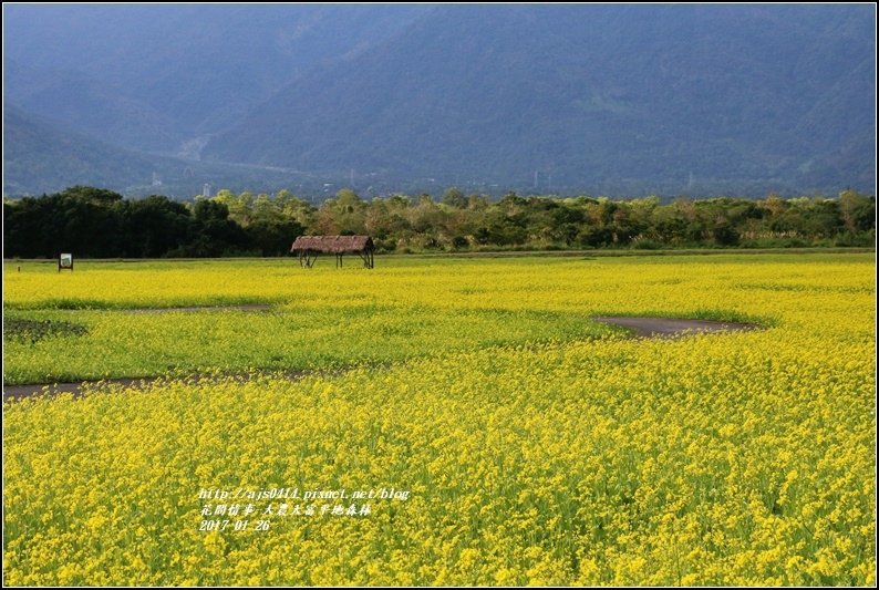 大農大富平地森林-2017-01-09.jpg