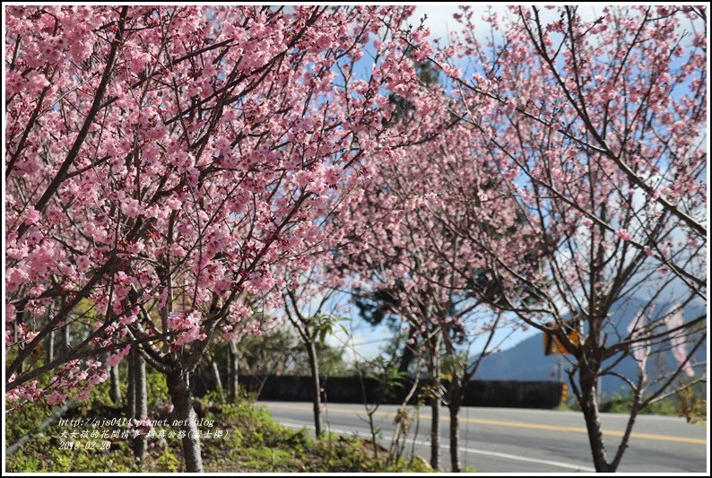 埔霧公路(清境路段)富士櫻-2018-02-01.jpg