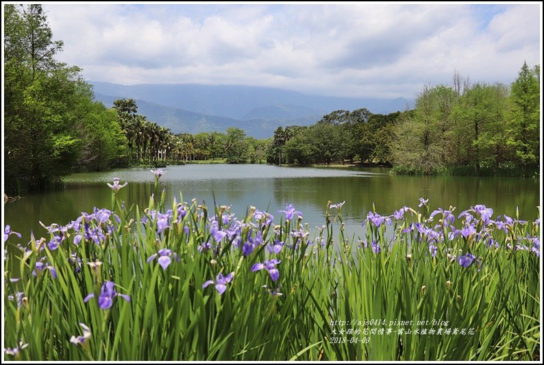 雲山水植物農場鳶尾花-2018-04-01.jpg