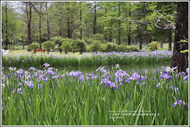 雲山水植物農場鳶尾花-2018-04-06.jpg