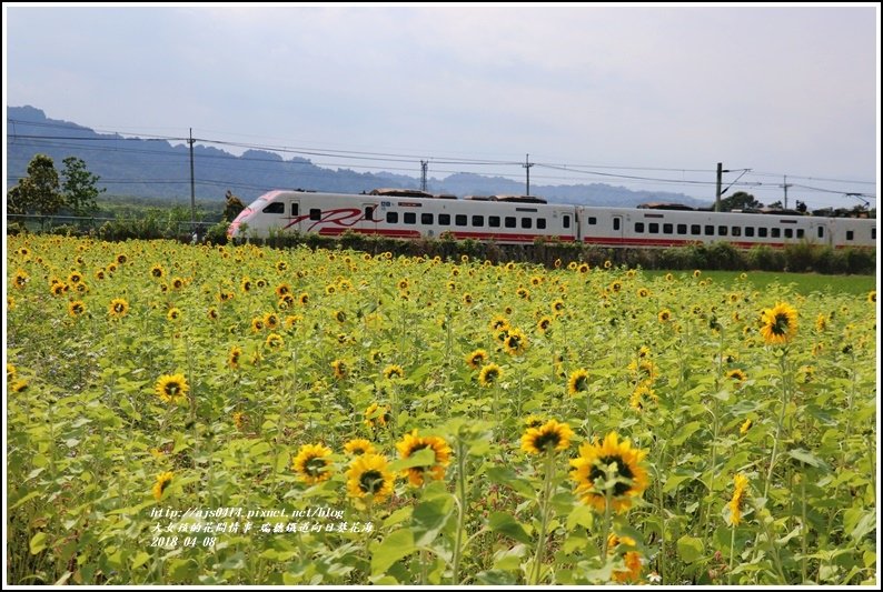 瑞穗鐵道向日葵花海-2018-04-06.jpg