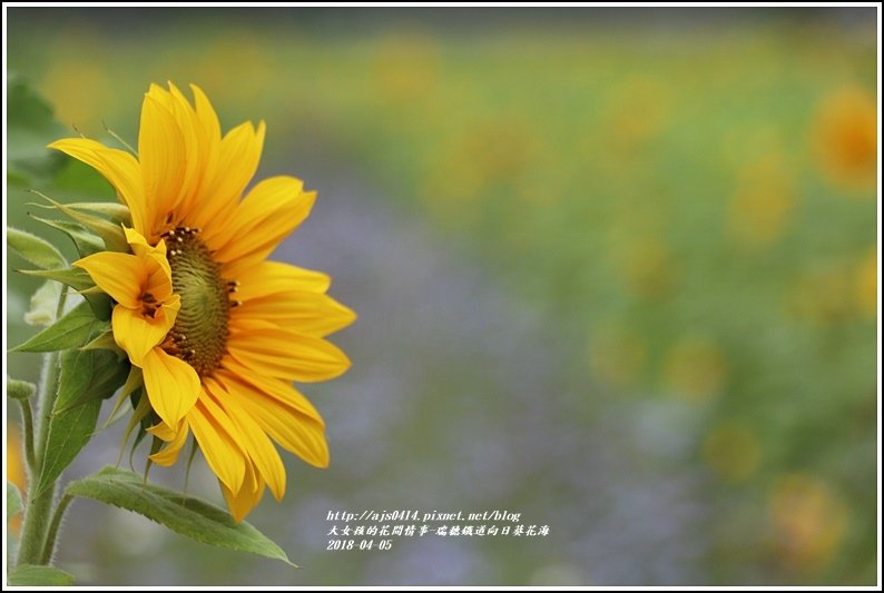 瑞穗鐵道向日葵花海-2018-04-44.jpg