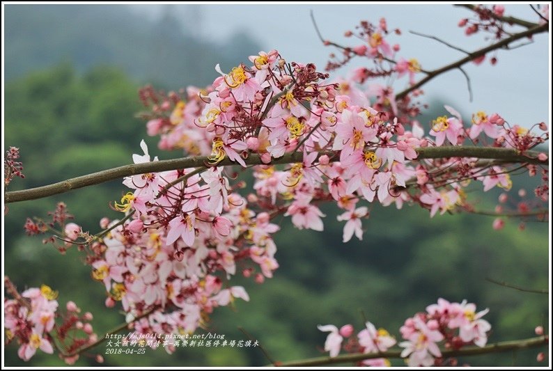 花旗木(萬榮新社區停車場)-2018-04-03.jpg