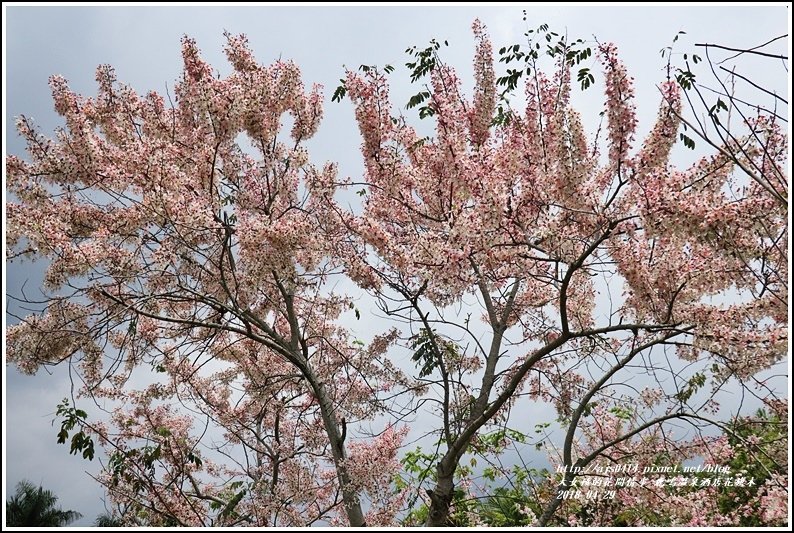 鹿鳴溫泉酒店花旗木-2018-04-01.jpg