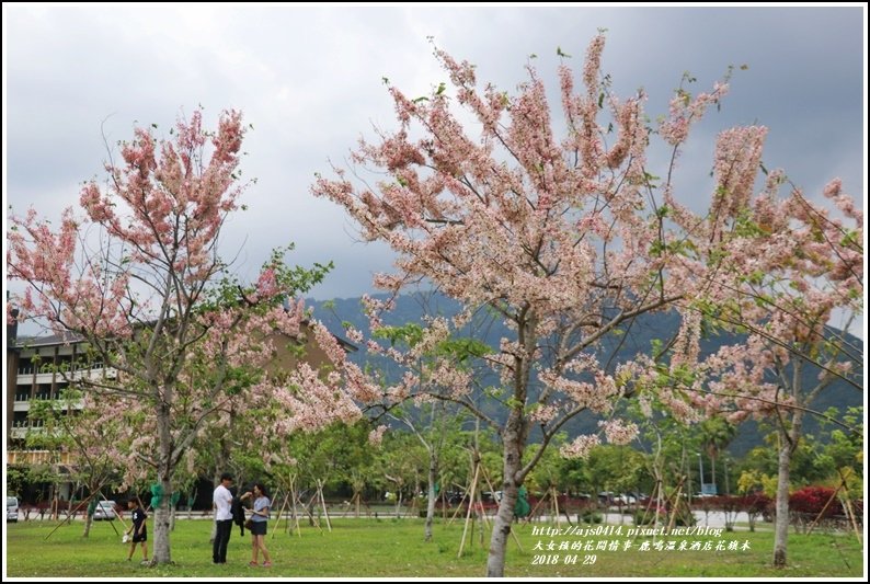 鹿鳴溫泉酒店花旗木-2018-04-03.jpg