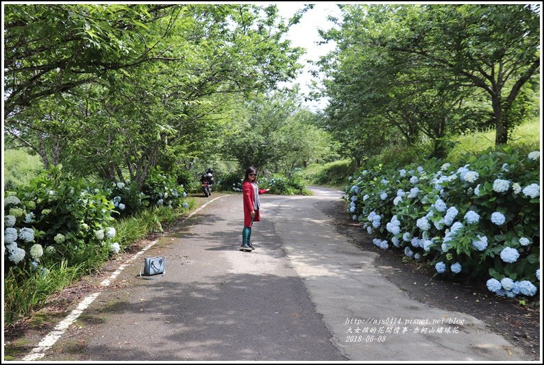 赤柯山繡球花-2018-06-67.jpg