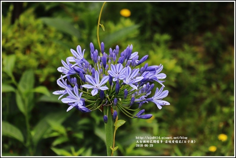 清境愛情花(百子蓮)-2018-06-04.jpg