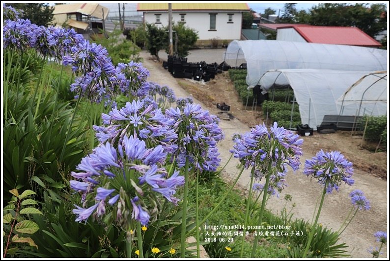 清境愛情花(百子蓮)-2018-06-06.jpg