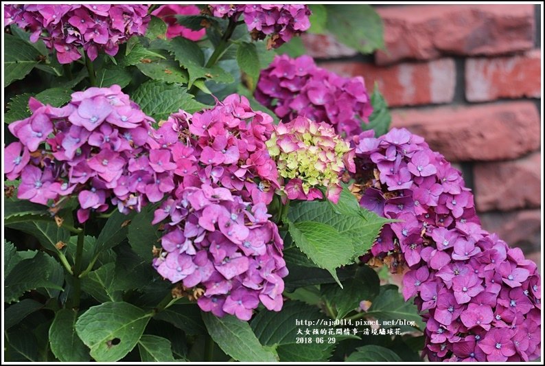 繡球花-2018-06-01.jpg