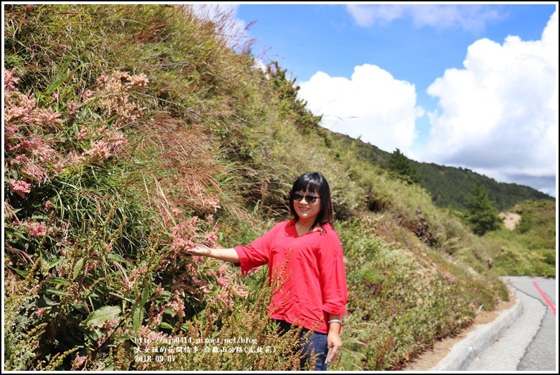 合歡山(虎仗花)-2018-08-05.jpg