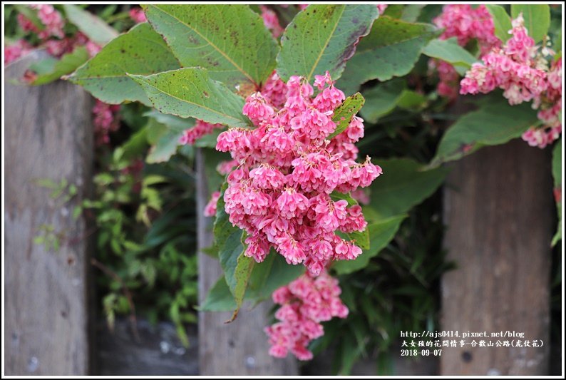 合歡山(虎仗花)-2018-08-16.jpg