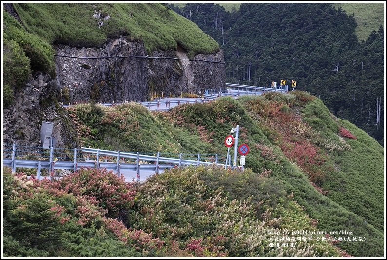 合歡山(虎仗花)-2018-08-17.jpg