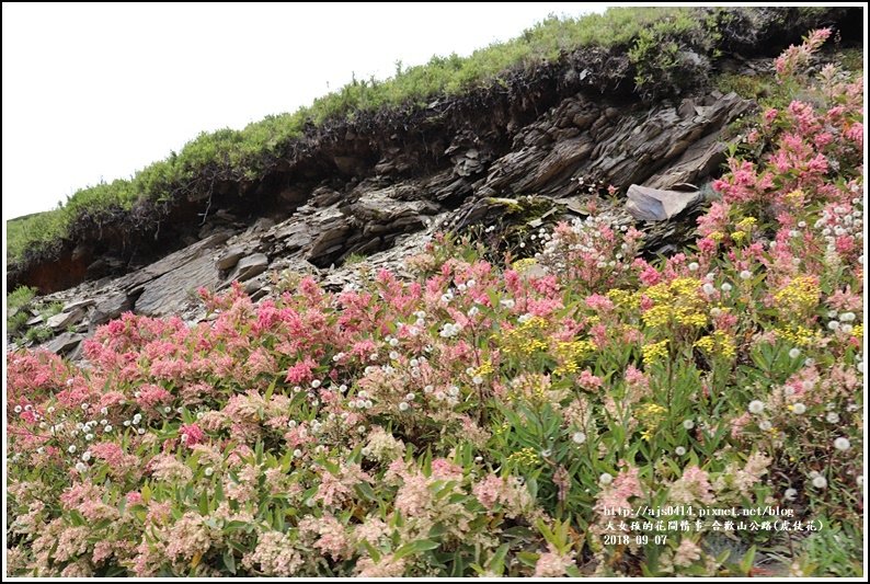 合歡山(虎仗花)-2018-08-19.jpg