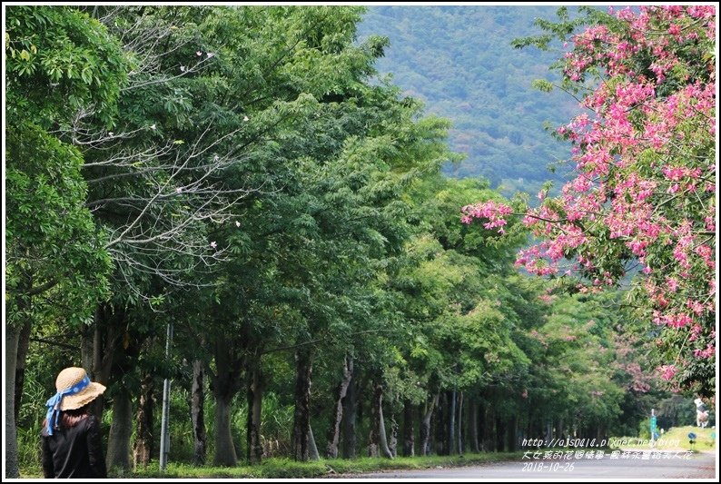 鳳林永豐路美人花-2018-10-41.jpg