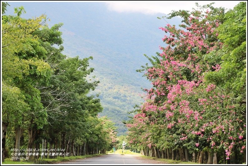 鳳林永豐路美人花-2018-10-45.jpg