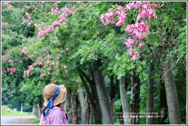 鳳林永豐路美人花-2018-10-48.jpg