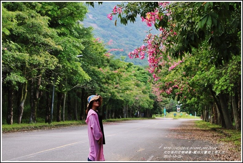 鳳林永豐路美人花-2018-10-49.jpg