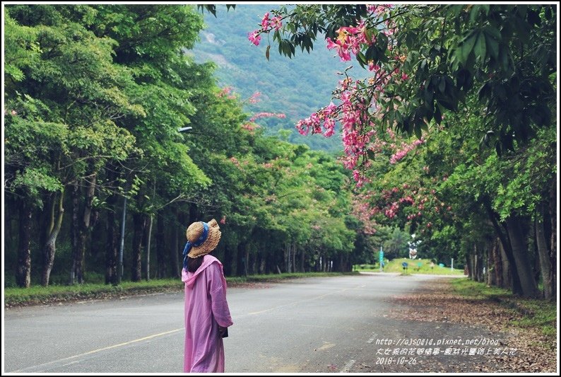 鳳林永豐路美人花-2018-10-50.jpg