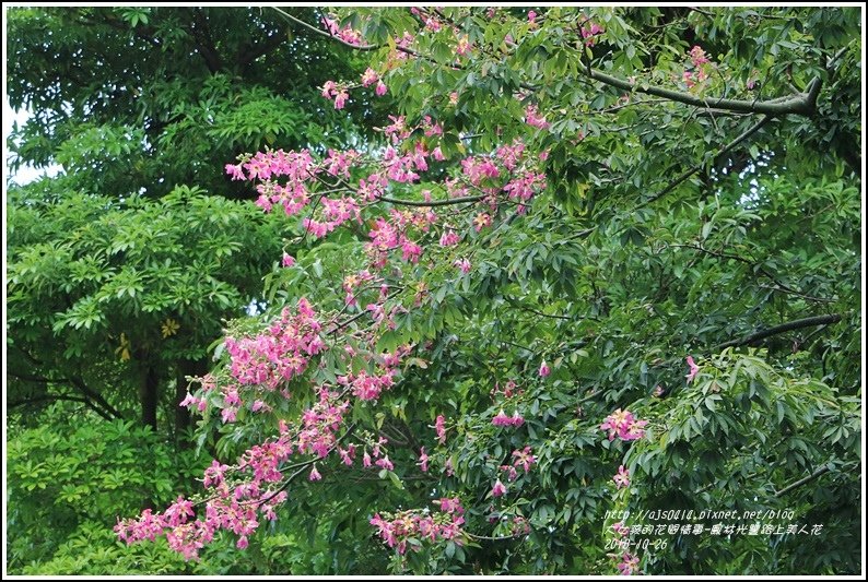 鳳林永豐路美人花-2018-10-58.jpg