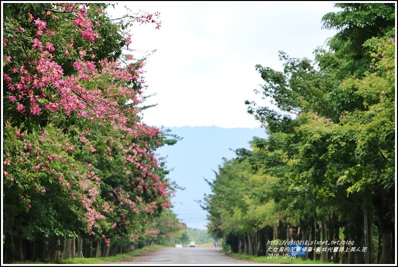 鳳林永豐路美人花-2018-10-59.jpg