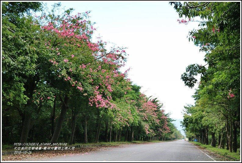 鳳林永豐路美人花-2018-10-61.jpg