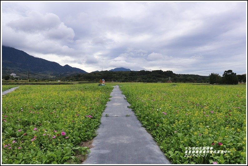 富里鄉農會花海-2019-01-03.jpg