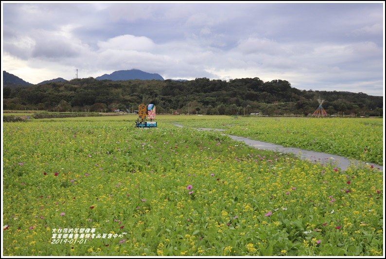 富里鄉農會花海-2019-01-04.jpg