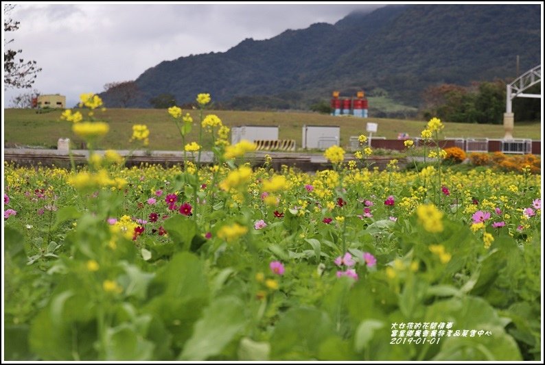 富里鄉農會花海-2019-01-07.jpg