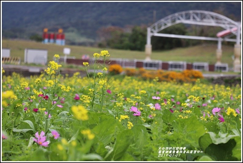 富里鄉農會花海-2019-01-06.jpg