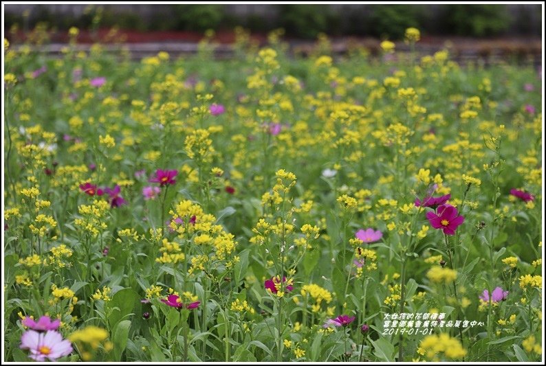 富里鄉農會花海-2019-01-14.jpg