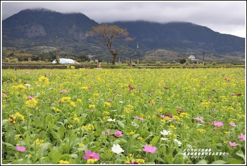 富里鄉農會花海-2019-01-17.jpg