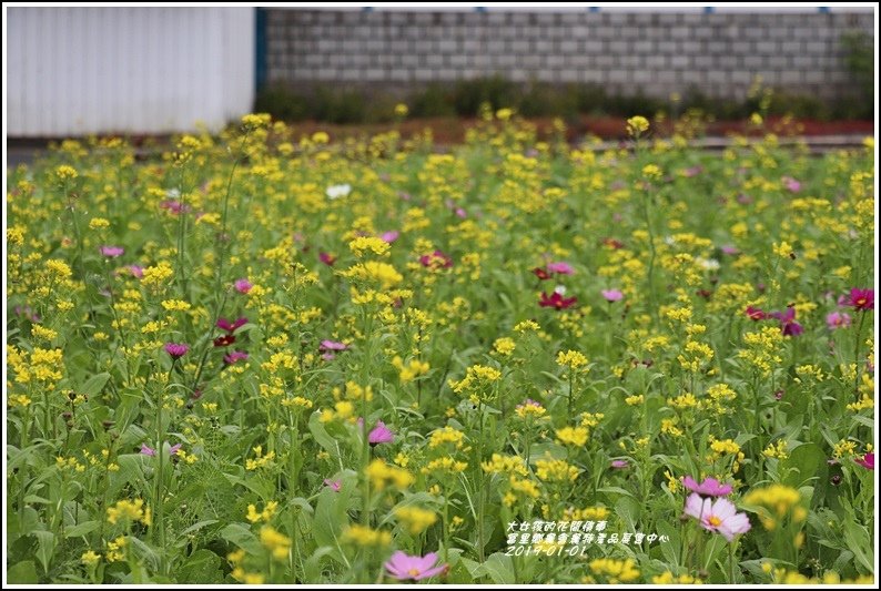 富里鄉農會花海-2019-01-18.jpg