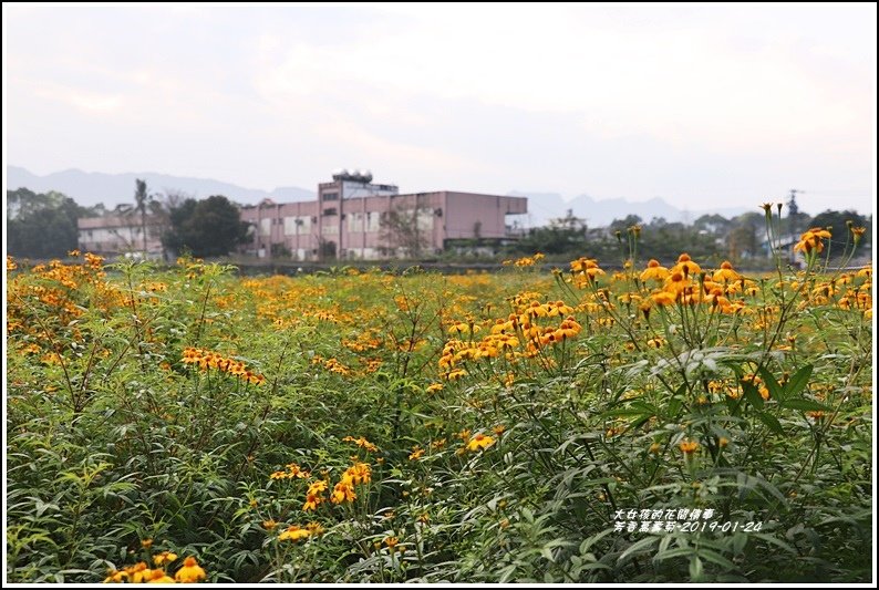 芳香萬壽菊-2019-01-05.jpg