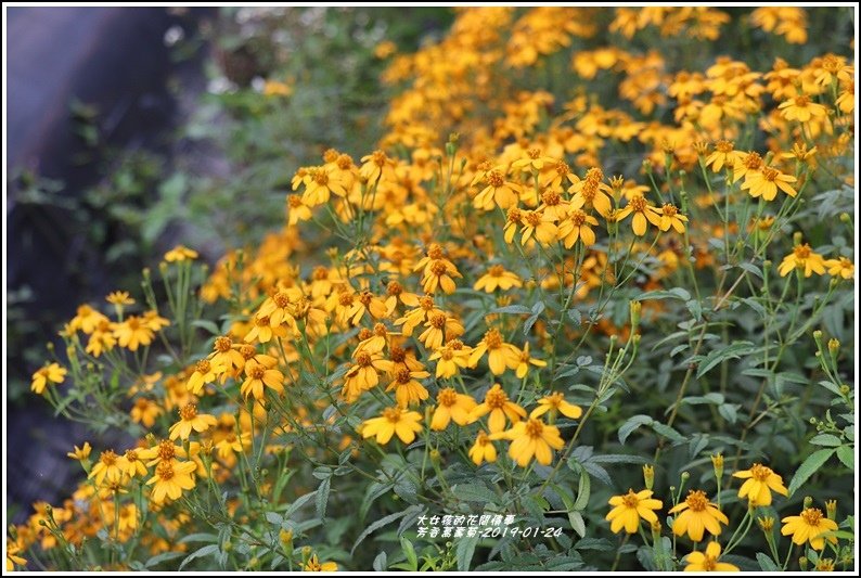 芳香萬壽菊-2019-01-06.jpg