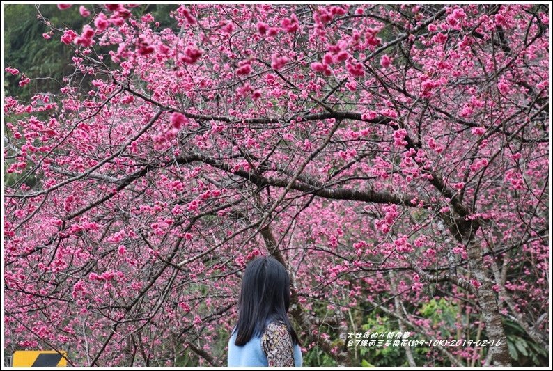 台7線丙三星櫻花-2019-02-08.jpg