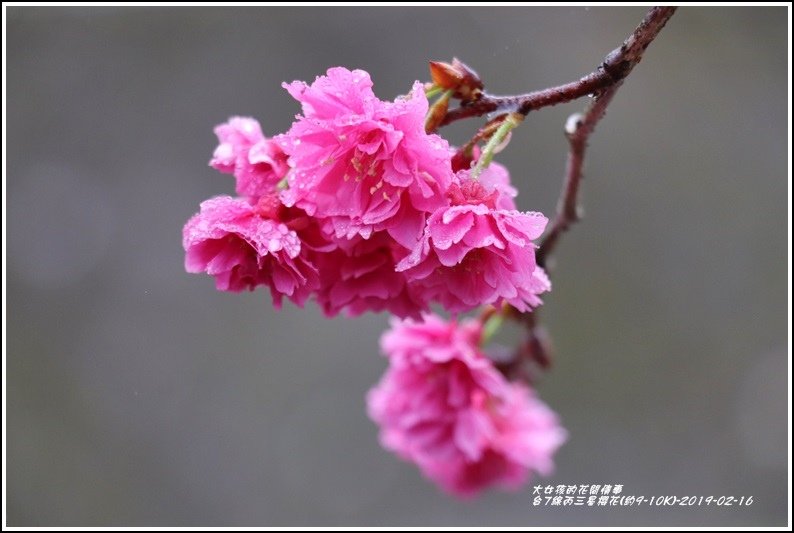 台7線丙三星櫻花-2019-02-16.jpg