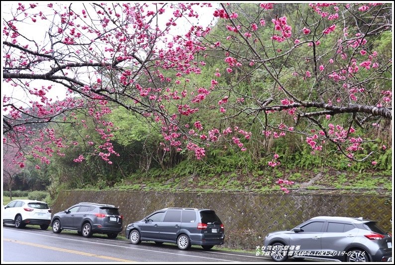 台7線丙三星櫻花-2019-02-27.jpg