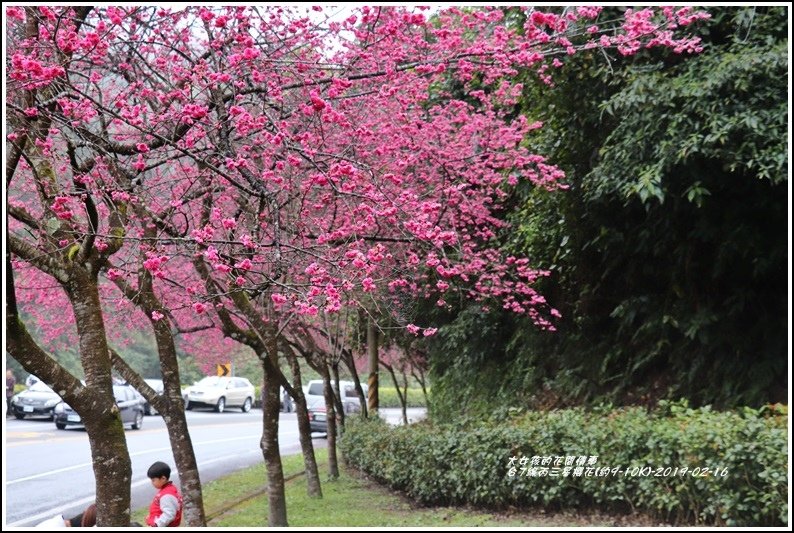 台7線丙三星櫻花-2019-02-44.jpg