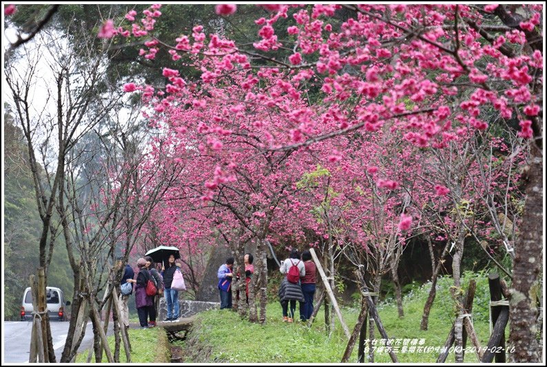 台7線丙三星櫻花-2019-02-49.jpg