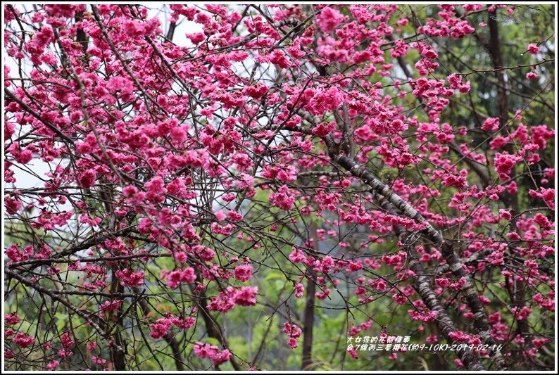 台7線丙三星櫻花-2019-02-50.jpg