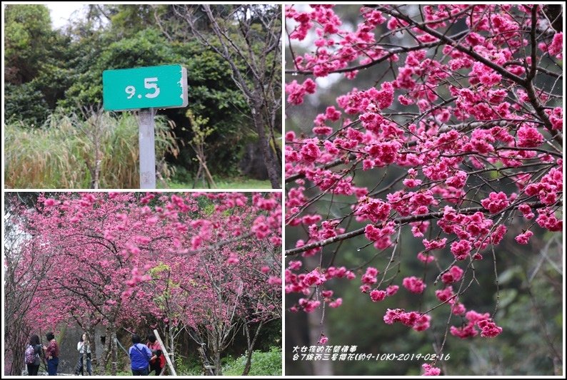 台7線丙三星櫻花-2019-02-51.jpg