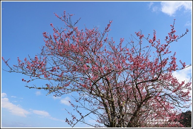 赤柯山櫻花-2019-03-78.jpg