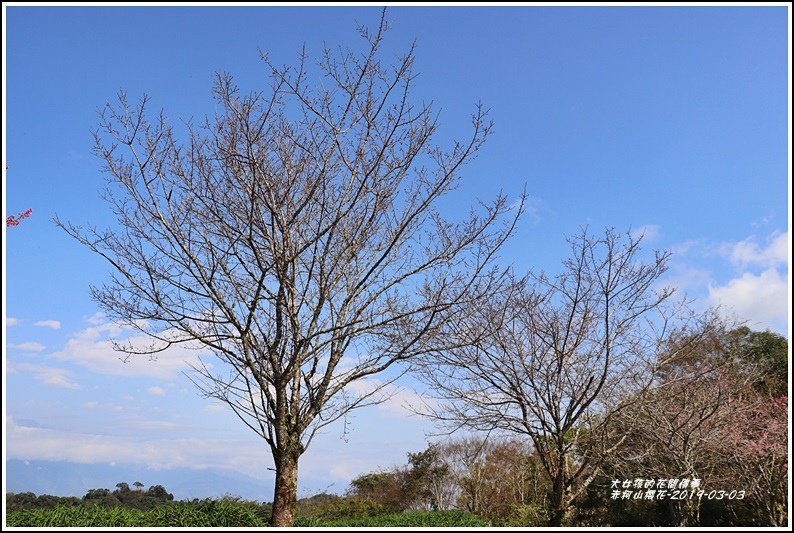 赤柯山櫻花-2019-03-79.jpg