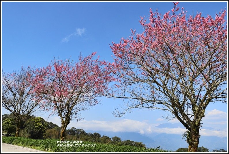 赤柯山櫻花-2019-03-80.jpg