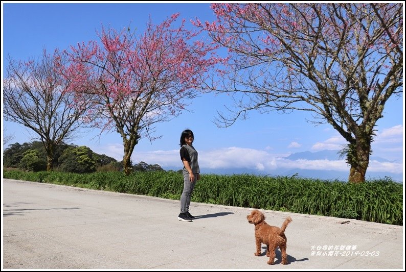 赤柯山櫻花-2019-03-81.jpg