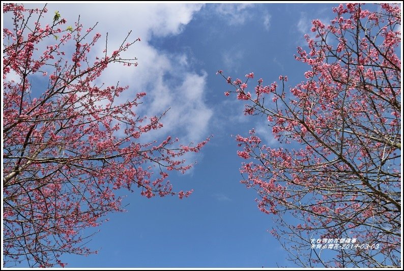 赤柯山櫻花-2019-03-90.jpg