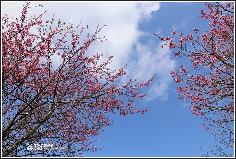 赤柯山櫻花-2019-03-91.jpg