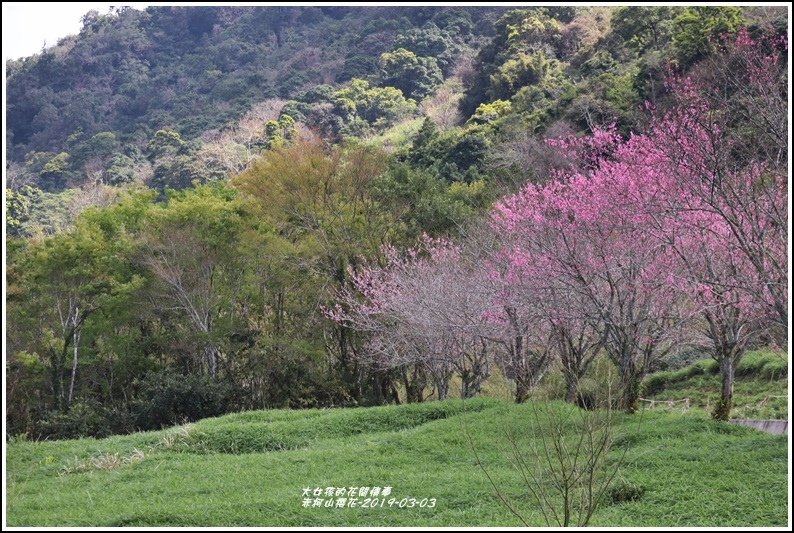 赤柯山櫻花-2019-03-95.jpg